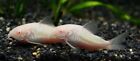 5 Pack Albino Corydoras Cat-Live fish