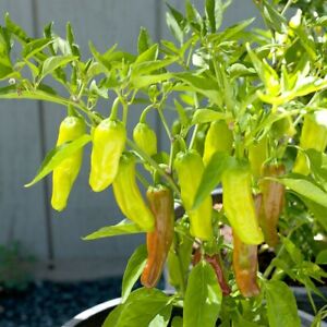 Golden Greek Pepperoncini Pepper Seeds | Non-GMO | Free Shipping | 1000