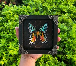 Real Sunset Moth Black Framed Taxidermy Insects Beetles Gothic Decor