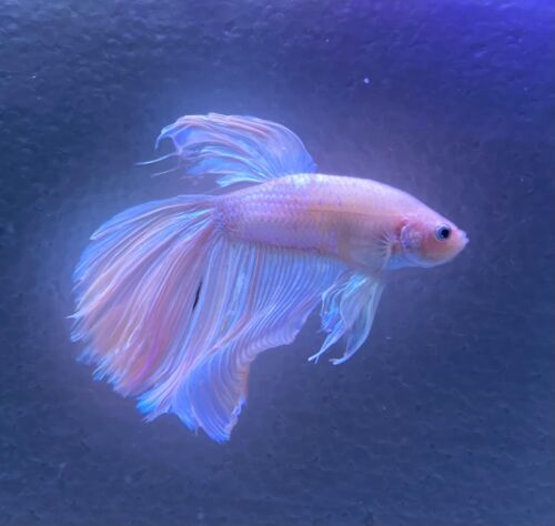 Halfmoon male betta, white with shades of pink in fins