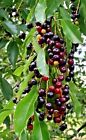 2 LIVE PLANTS WILD BLACK CHERRY TREES PRUNUS SEROTINA EDIBLE FRUIT