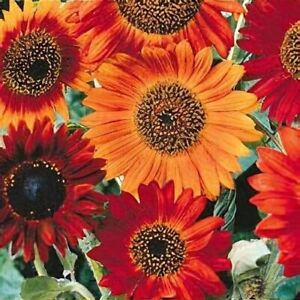 Earthwalker Sunflower Seeds 50+ Annual Cut Flower Heirloom NON-GMO USA FREE S&H