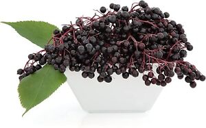 175 Elderberry Seeds, USA Seller Free Shipping Fruit Seeds Fragrant