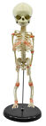 Infant Fetus Skeleton Model, Mini Size - Single Skull - Eisco Labs
