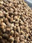 Ripkitty Premium Toasted Whole Hemp Seeds Nuts Organic Free Shipping