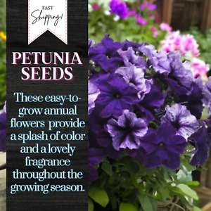 Petunia Seeds Flowers Perennial Flowers Seed Annual US SELLER 175 Seeds Garden