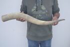 RAW UNFINISHED COW HORN SCRIMSHAW CARVING CRAFT DECOR 30