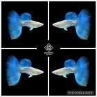 1 Male ☆ Albino Sky Blue Topaz - High Quality Live Guppy Fish -Grade A+