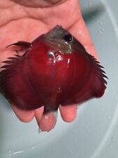 Pre-order X1 Rose Red Discus 3” Live Fish Aquarium 1 Day Shipping On May 8