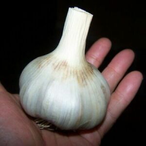 100 German Giant Garlic Seeds Bulb Seed Organic Natural Home Vegetable Garden