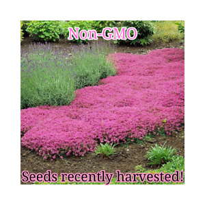 Pink Creeping Thyme Seeds | Non-GMO | Bulk Groundcover Seeds