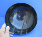8 inch Polished Cow/Buffalo horn Bowl from India taxidermy # 47747