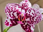 Orchid FLASK: Phalaenopsis Novel Cross BIG Purple Spots More Flowers per Stem