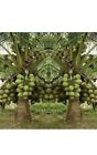 Rare Dwarf Green Malayan Costa Rican Certified Coconuts (Buy 1 Get 1 Free)