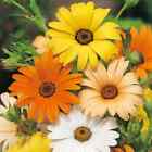 African Daisy Seeds | Non-GMO | Flower Seeds | Seed Store | Free Shipping | 1177