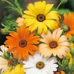 African Daisy Seeds | Non-GMO | Flower Seeds | Seed Store | Free Shipping | 1177