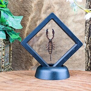 D39 Dwarf Wood Scorpion Display Entomology Taxidermy  collectible curiosities