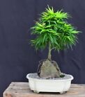New ListingJapanese Green Maple Bonsai Tree Root Over Rock Style 16