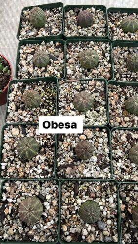 Rare Euphorbia - Euphorbia Obesa small In 4” Pot