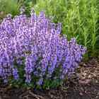 Catmint Seeds | 100 - 2,000 Seeds | Non-GMO | Free Shipping | Seed Store | 1274