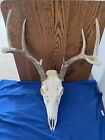 New ListingEuropean Whitetail Deer Skull And Antlers Man Cave Home Decor