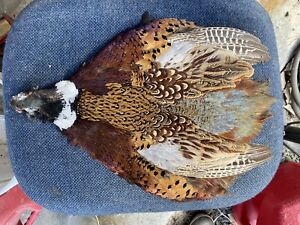 Ringneck Pheasant Skin Feathers Fly Tying #1 Select Trout Salmon Pelt Wings