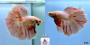 Betta Fish B95 Male Fancy Pink Vanda or Firework HM Premium Grade from Thailand