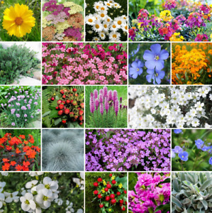 ROCK GARDEN PERENNIAL Mix Ground Cover Summer Blooms 24 Types Non-GMO 1000 Seeds