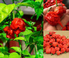 50 Carolina Reaper Chili Pepper Seeds, 100% Genuine Seeds, Super Hot Chilli
