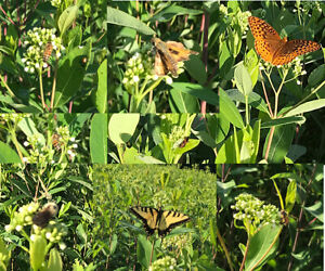 750+ SEEDS 10 PODS Indian Hemp Dogbane Milkweed Milk Weed Apocynum Butterflies