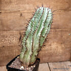 A9472 EUPHORBIA HORRIDA SNOWFLAKE pot12-H29-W11 cm MaMa Cactus
