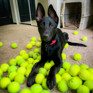 100 Used Tennis Balls for Dogs - FREE SHIPPING!