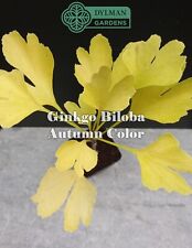 Ginkgo Biloba Tree - Live Plant 6 to 8 inches - Maidenhair Tree - Living Fossil