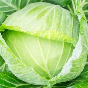 Golden Acre Cabbage Seeds  | NON-GMO | Heirloom | Fresh Garden Seeds