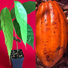 RED TRINITARIO Theobroma Cacao Cocoa Chocolate Fruit Tree Potted Plant Medium Po