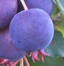 Regent Dwarf Saskatoon Serviceberry  fruit tree berry Blueberry taste LIVE PLANT