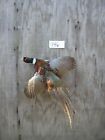 RINGNECK PHEASANT ROOSTER - FLYING LEFT - MOUNT - TAXIDERMY