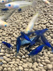 Blue Dream Neocaridina Shrimp 10+ Freshwater USA SELLER FREE SHIPPING