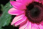 25+ Pink Sunflower organic non-gmo flower garden plant seeds Ornamental Rare