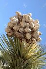 JOSHUA TREE SEED PODS, Rarely Offered, Fully Intact, Perfect For Classroom/Home