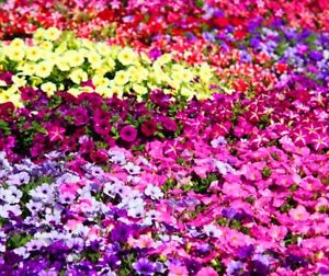 Petunia Mixed Colors 200+ Seeds! Packed For 2024 Pink Black Red Yellow Purple