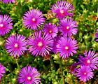 Purple ice plant 150 seeds, Delosperma cooperi. large magenta flowers