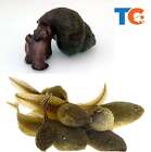 Toledo Goldfish LIVE Bullfrog Tadpole & Trapdoor Snail Combo