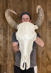 New ListingReal Repaired Water Buffalo Skull Horn Mount Taxidermy Man Cave Cabin Decor
