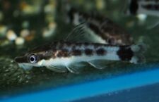 🐟6x Otocinclus Brazil Catfish - Nature's Clean-Up Crew! 🐟 Live Freshwater Fish