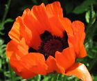 30+ Prince Of Orange Poppy Papaver Flower Seeds / Orientale / Perennial