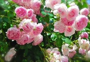 Pink Climbing Rose Bush 20 or 100 Seeds~Rare-Free Shipping-USA Seller