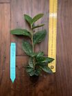 Camellia sinensis - 1 TC Plant Plug Tree - 2-6 inches - Tea Leaf!!!