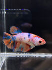 Live Betta Fish Sorority Female Halfmoon Galaxy White Orange USA SELLER F686