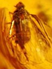 leafhopper cicada fly Burmite Myanmar Burmese Amber insect fossil dinosaur age